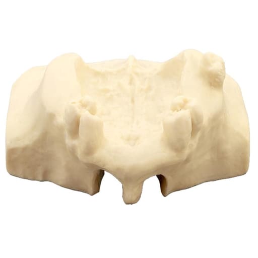 iDENTical Sinus Lift Practice Model M2013F