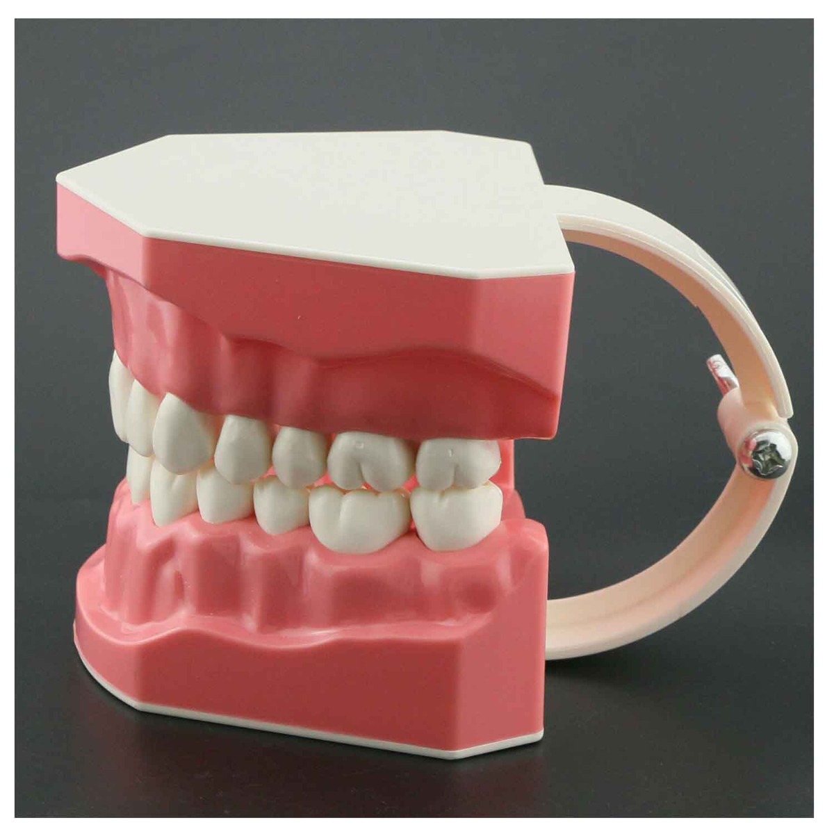 iDENTical Dental Model For Patient Education MD-105N