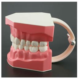 iDENTical Dental Model For Patient Education MD-105N - 3