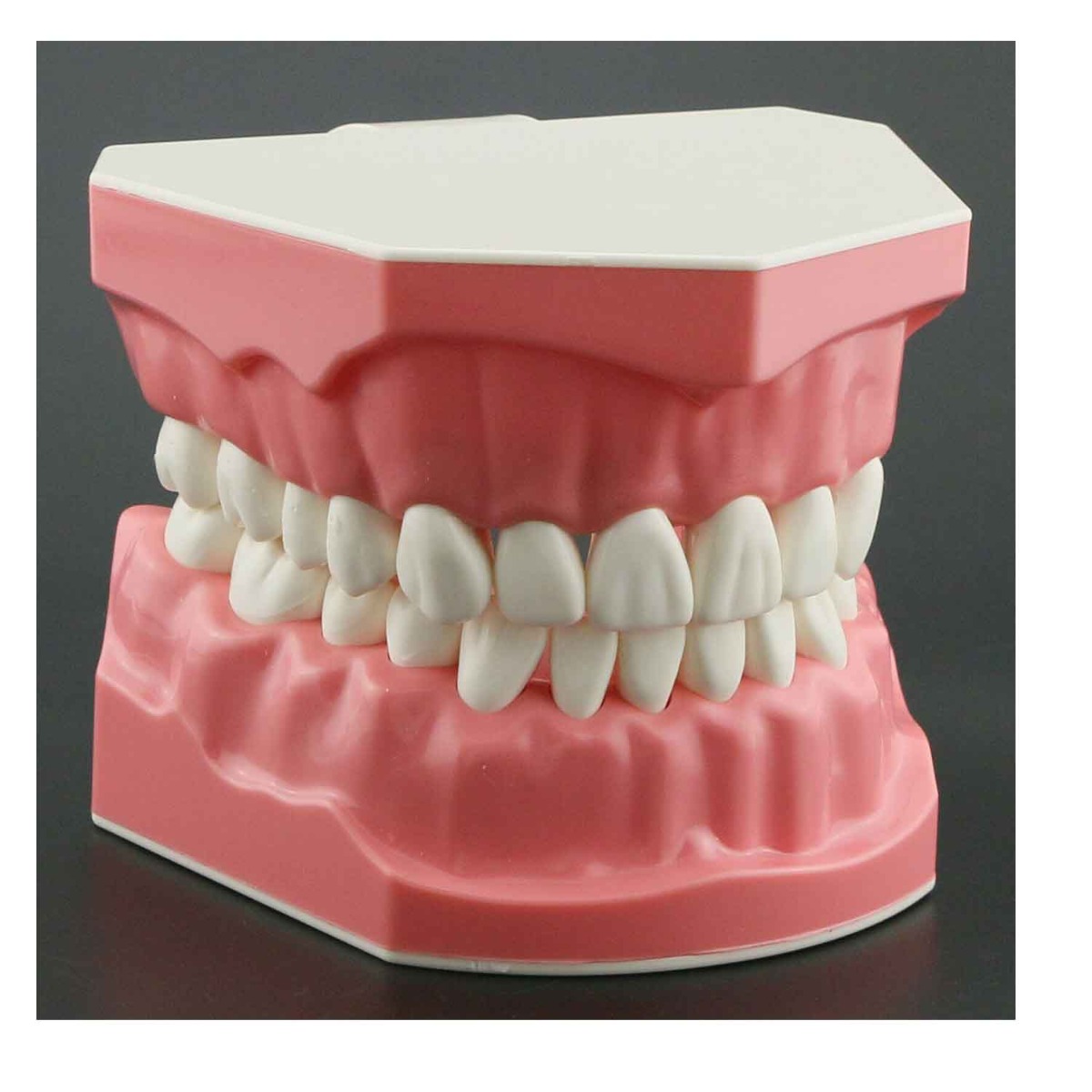 iDENTical Dental Model For Patient Education MD-105N