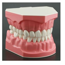 iDENTical Dental Model For Patient Education MD-105N - 4