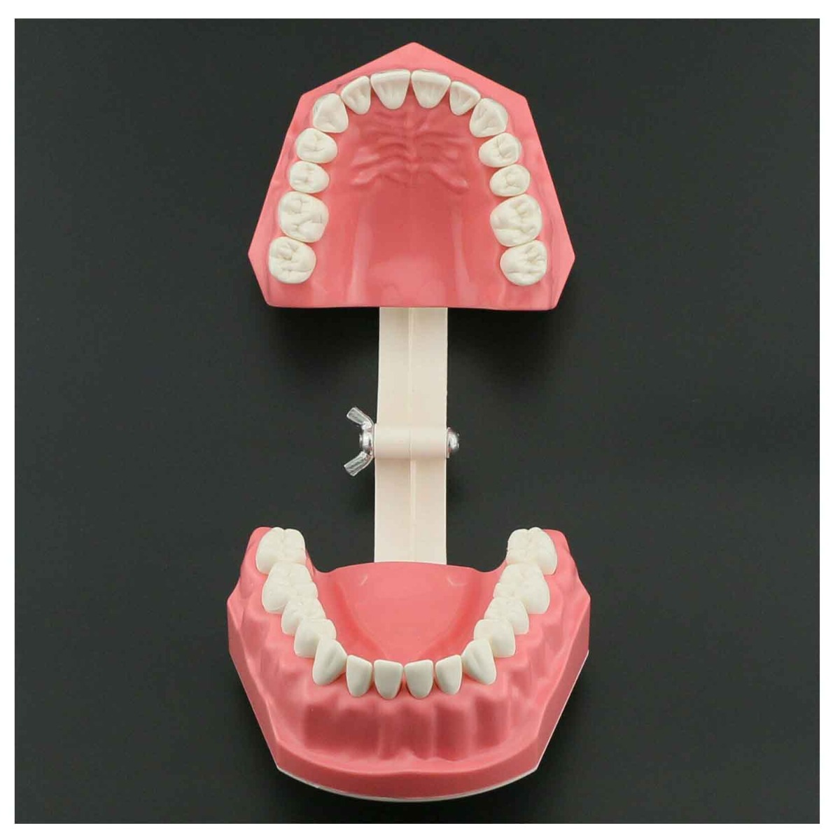 iDENTical Dental Model For Patient Education MD-105N