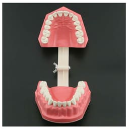 iDENTical Dental Model For Patient Education MD-105N - 5