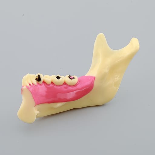 iDENTical Mandible Bone Model M4014