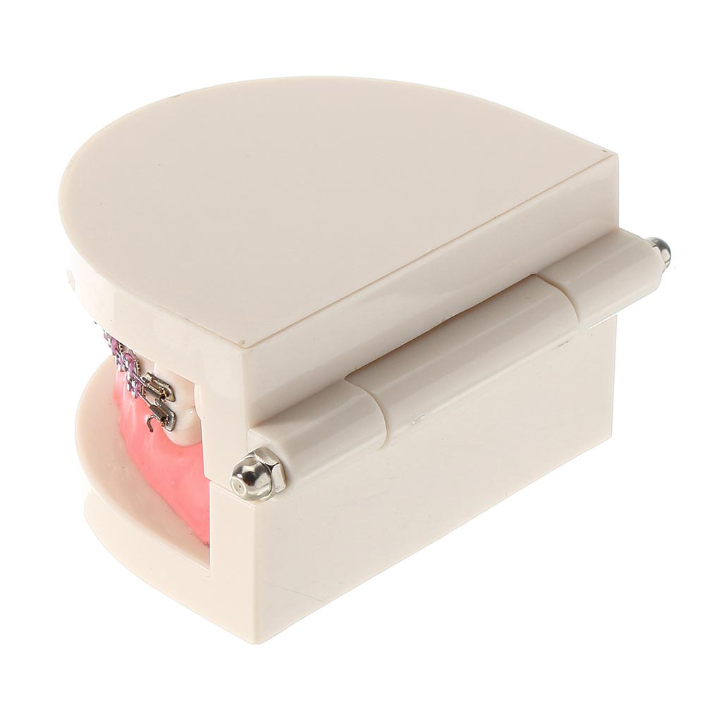 Patient Education Model With Orthodontic Brackets MD-119