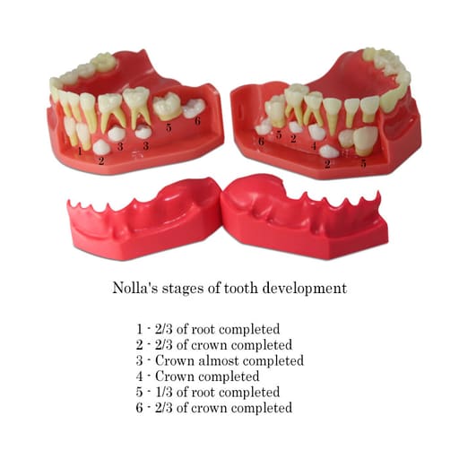 iDENTical Pediatric Development Model Age 5-9 M7012