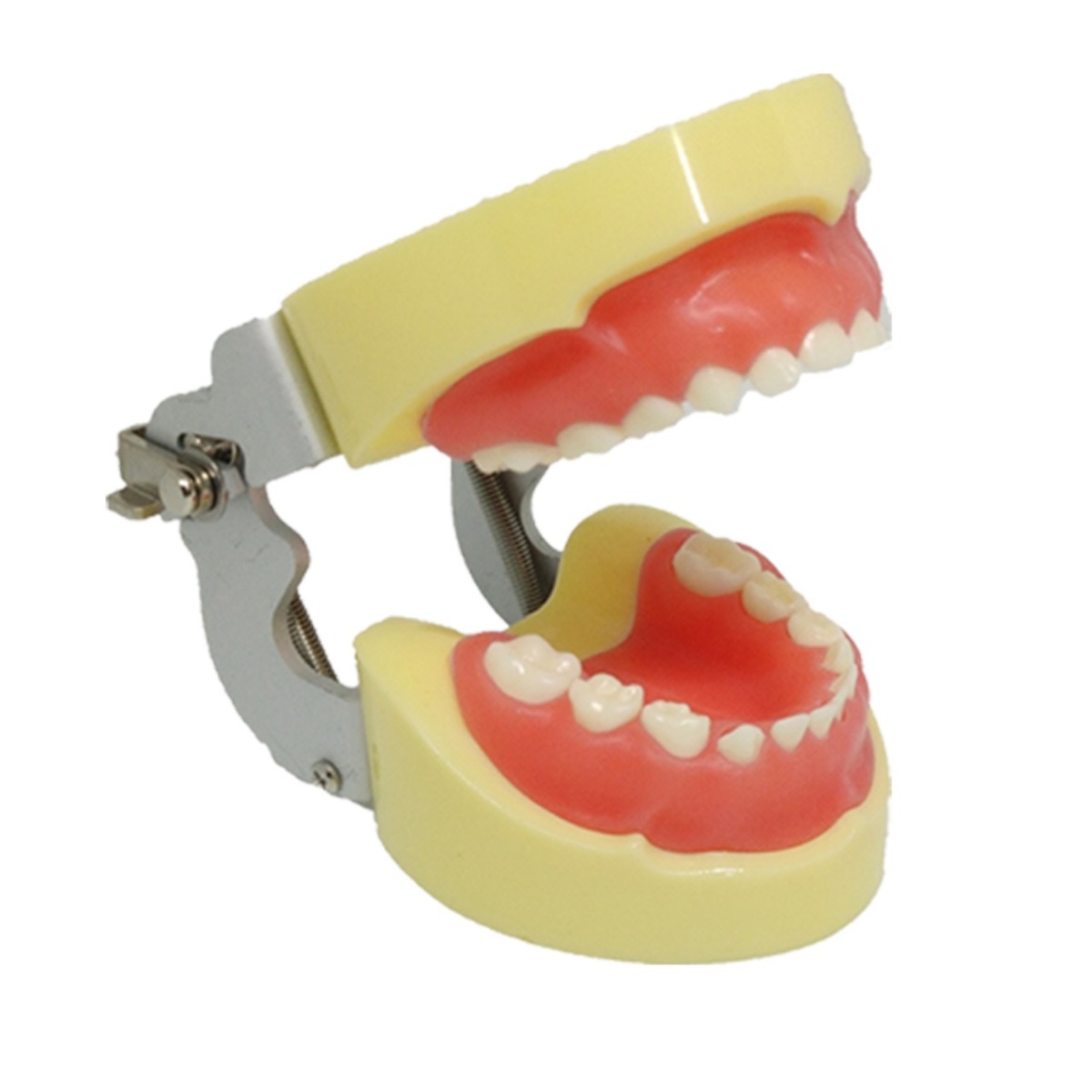 API Typodonts Individual -Pedo Size