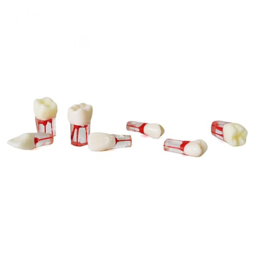 iDENTical Root Canal Treatment Practice Models