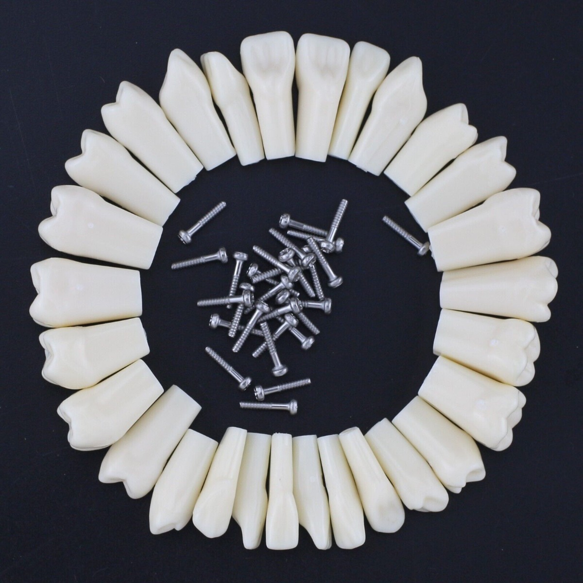 iDENTical Typodonts For Nissin Type Jaw Set - Individual