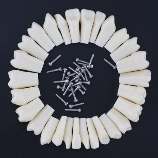 iDENTical Typodonts For Nissin Type Jaw Set - Individual (Compatible With Nissin M8011 Typodont Only)