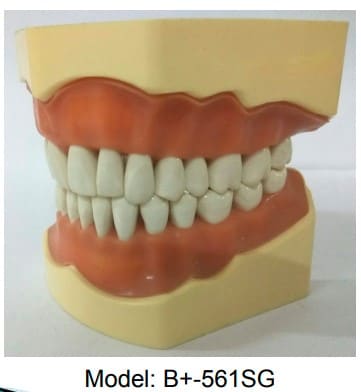 API Jaw Set with Typodonts 