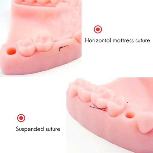 iDENTical Dental Educational Suture Model	