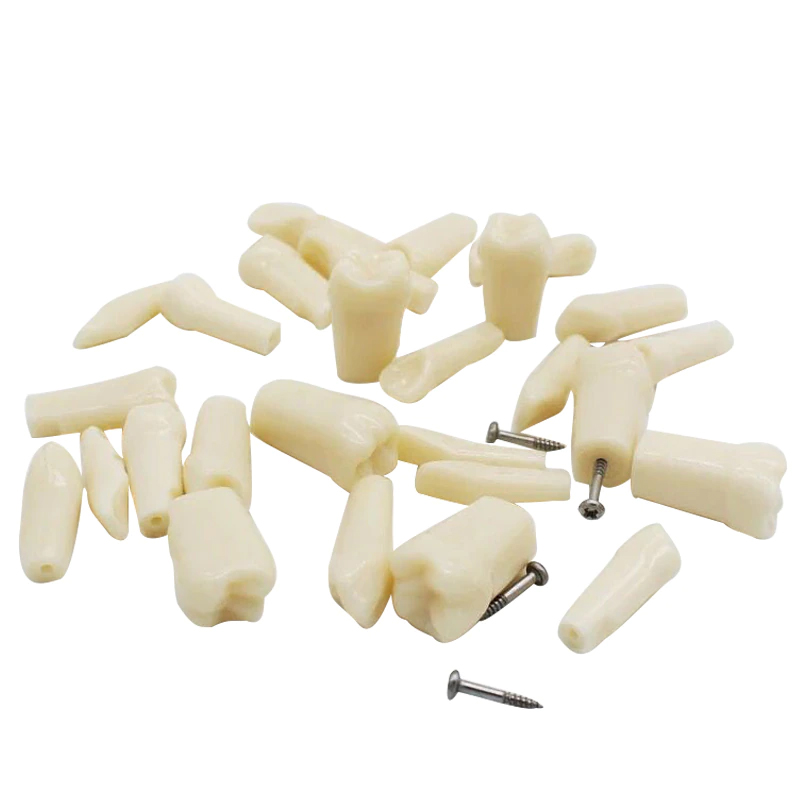 API Typodonts Individual B561 - Adult Size