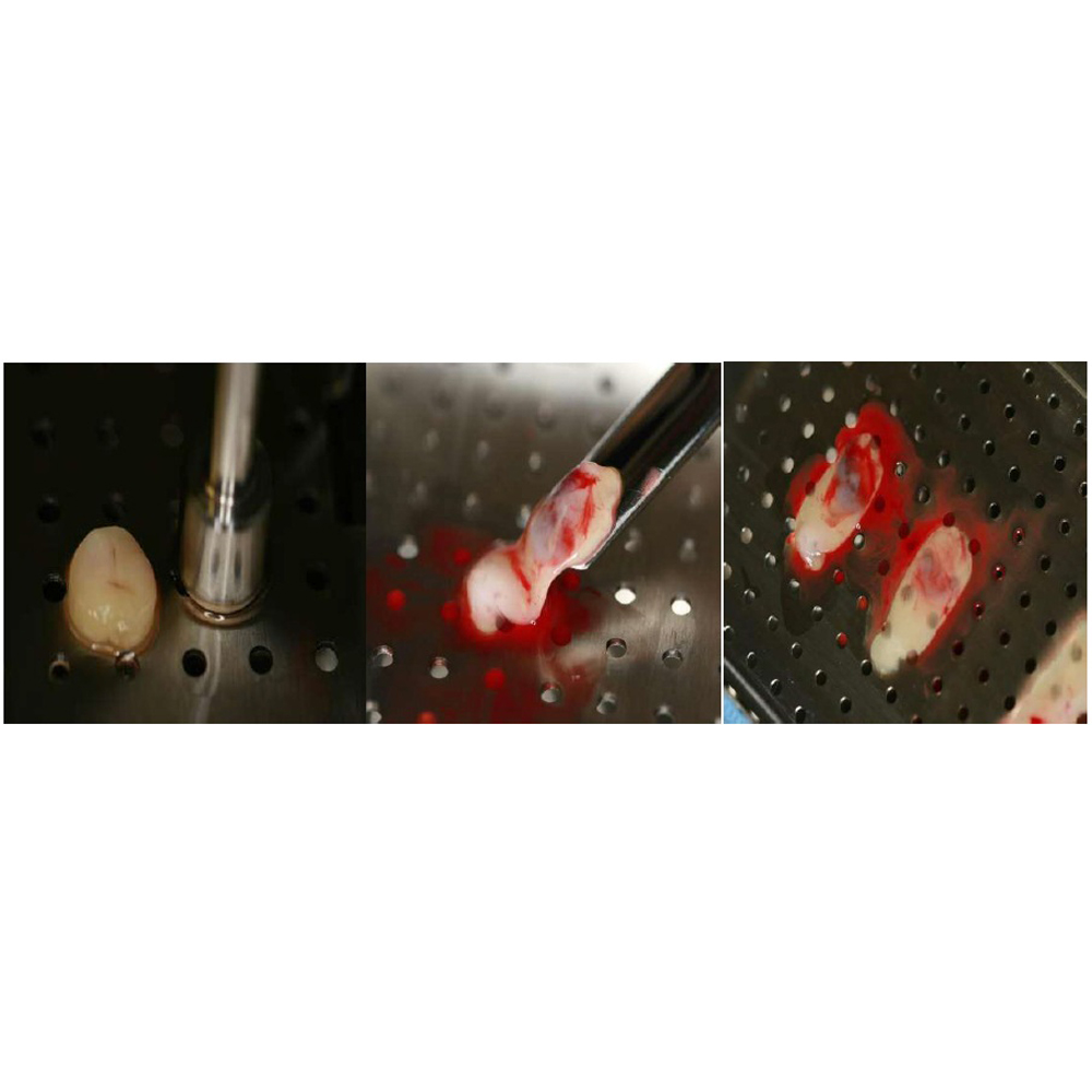 Julldent Magic Prf Box