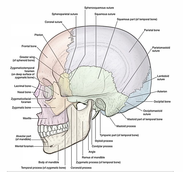 iDENTical Anatomical Skull Model Colored M5005