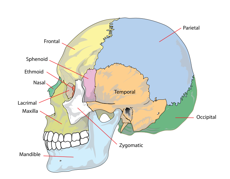 iDENTical Anatomical Skull Model Colored M5005