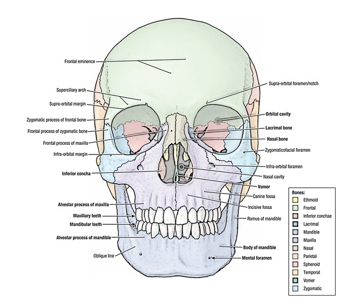 iDENTical Anatomical Skull Model Colored M5005