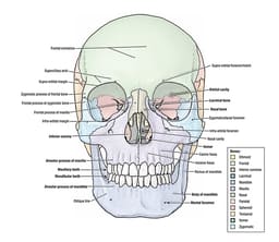 iDENTical Anatomical Skull Model Colored M5005 - 7