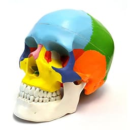 iDENTical Anatomical Skull Model Colored M5005