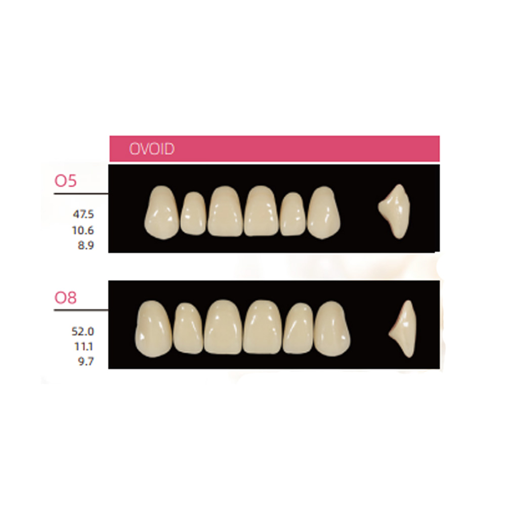 Huge Dental Sonning Acrylic Denture Teeth A1