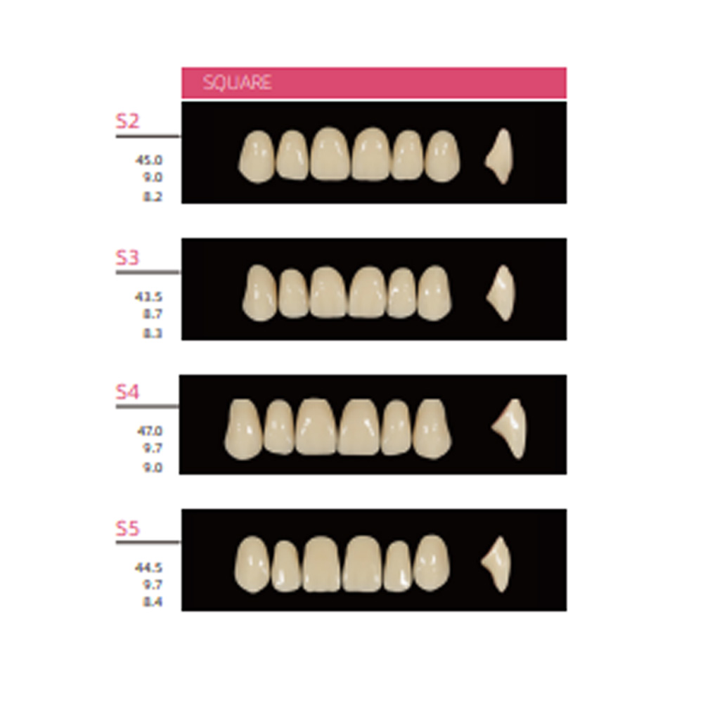 Huge Dental Sonning Acrylic Denture Teeth A1