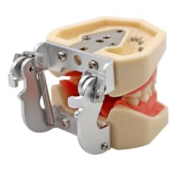 iDENTical Nissin Type Typodont Jaw Set M8011	 - 5