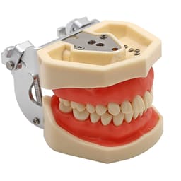 iDENTical Nissin Type Typodont Jaw Set M8011	 - 4