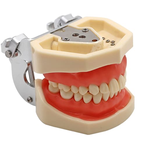 iDENTical Nissin Type Typodont Jaw Set M8011	