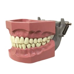 Columbia Dentoform Typodont Ivorine Teeth T-560 - 2