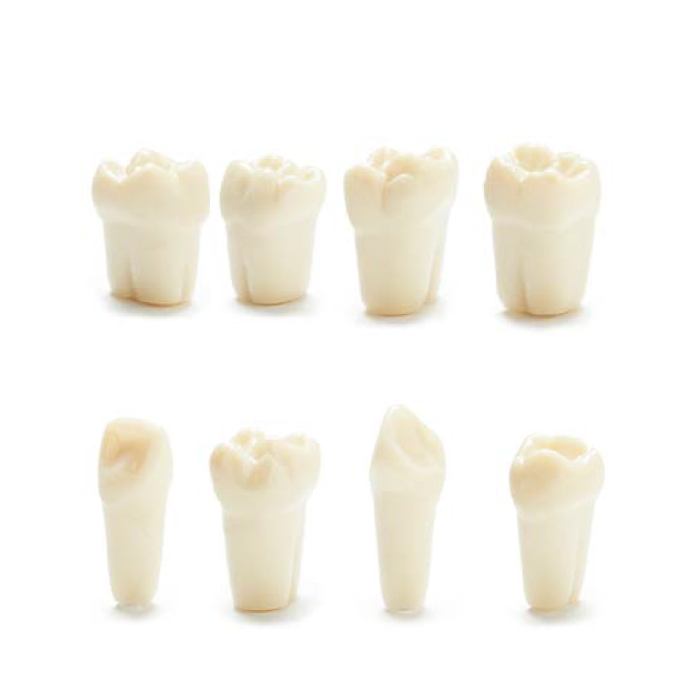 Columbia Dentoform Typodont Ivorine Teeth T-860