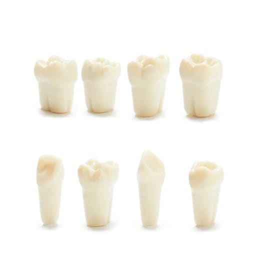 Columbia Dentoform Typodont Ivorine Teeth T-560