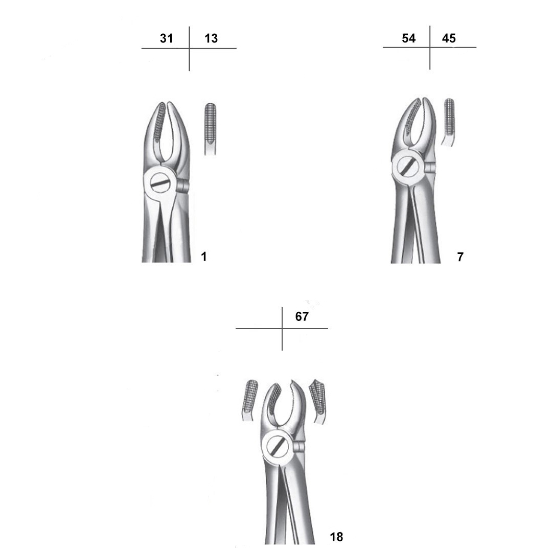 Waldent Tooth Extraction Forceps