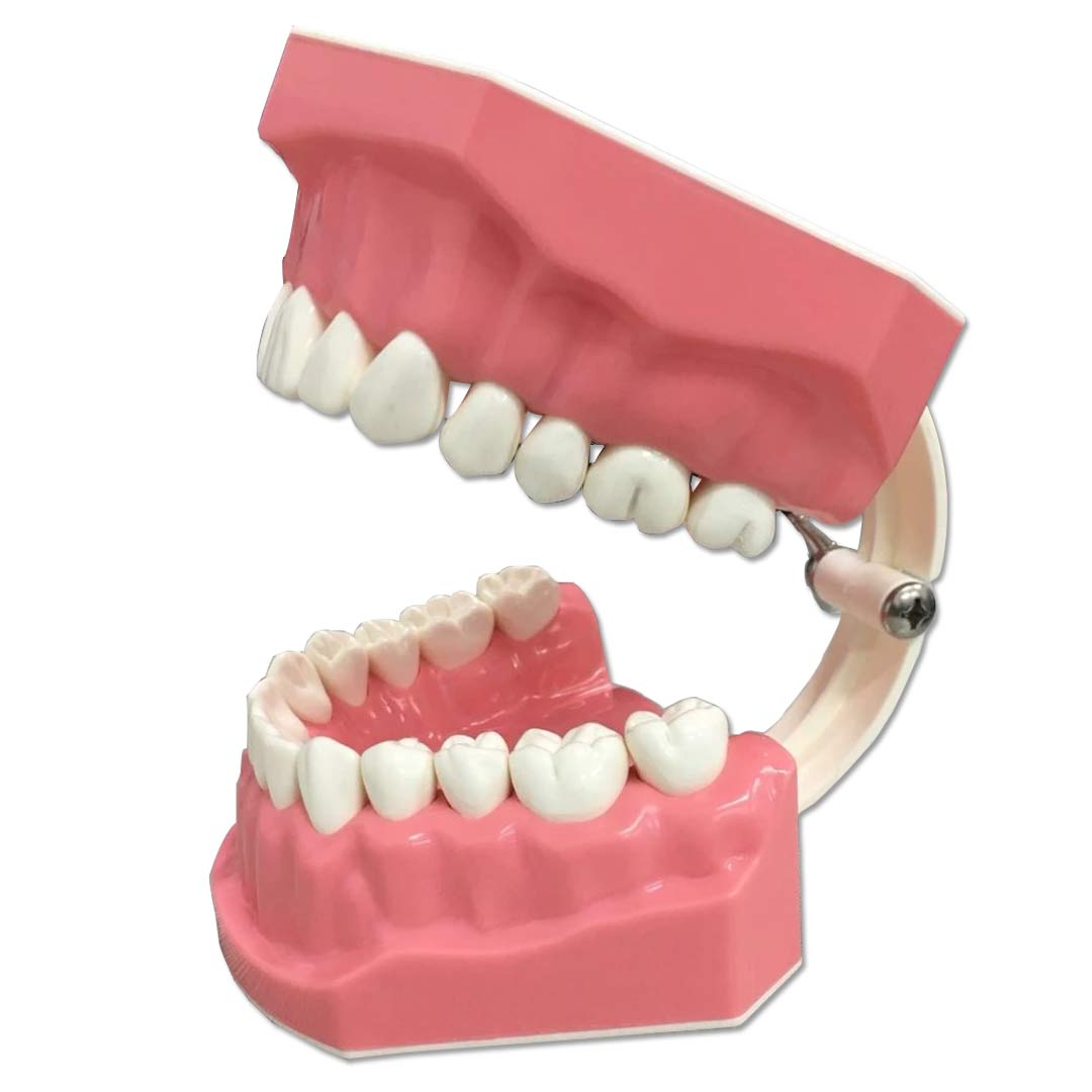 iDENTical Tooth Brushing Demonstration Model - M7010