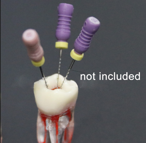 iDENTical Root Canal (RCT) Practice Tooth Model - M8008
