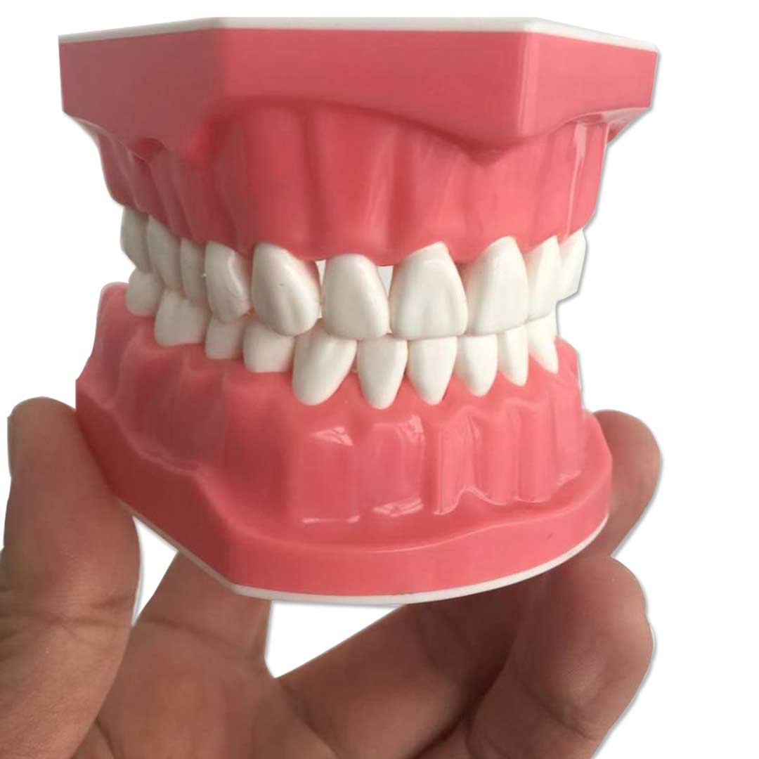 iDENTical Tooth Brushing Demonstration Model - M7010