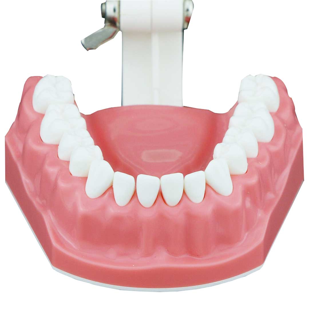 iDENTical Tooth Brushing Demonstration Model - M7010