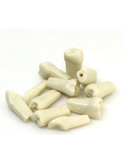 API Typodonts Individual B561 - Adult Size