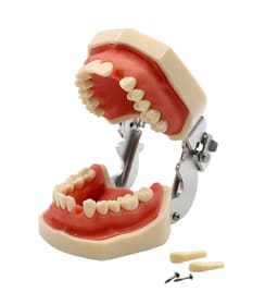 iDENTical Typodonts For Nissin Type Jaw Set - Individual (Compatible With Nissin M8011 Typodont Only) - 7