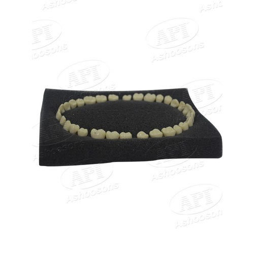 API Typodont Teeth Set of 32 with Screw - N200