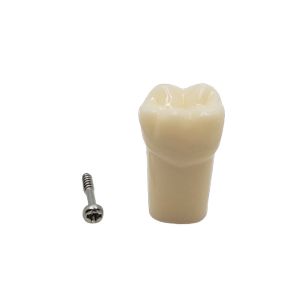 iDENTical Typodonts Lower Right First Molar For Nissin Type Jaw Set - Individual - 46