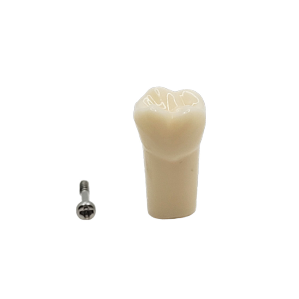 iDENTical Typodonts Upper Left First Molar For Nissin Type Jaw Set - Individual - 26