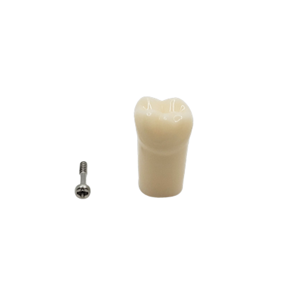 iDENTical Typodonts Lower Right Second Molar For Nissin Type Jaw Set - Individual - 47