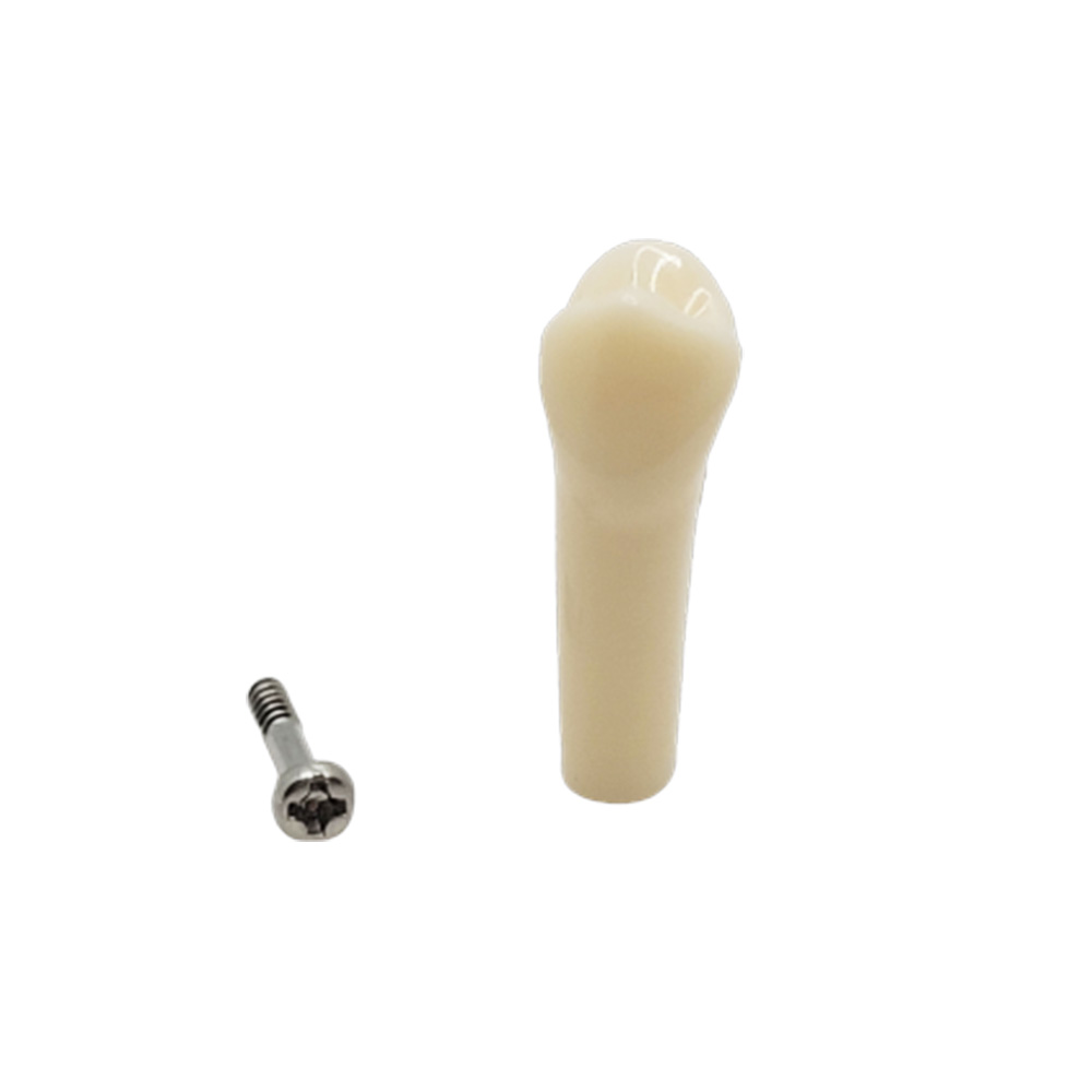 iDENTical Typodonts Upper Right Second Premolar For Nissin Type Jaw Set - Individual - 15