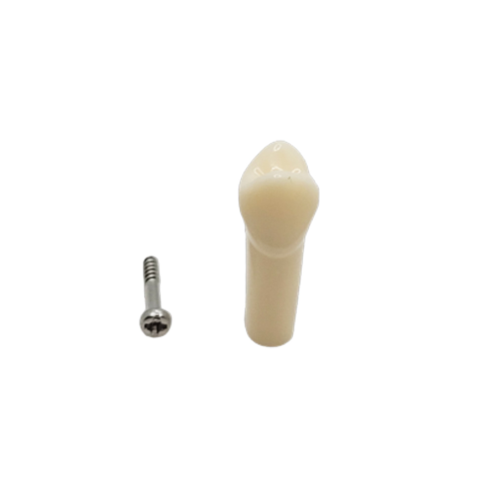 iDENTical Typodonts Upper Right First Premolar For Nissin Type Jaw Set - Individual - 14