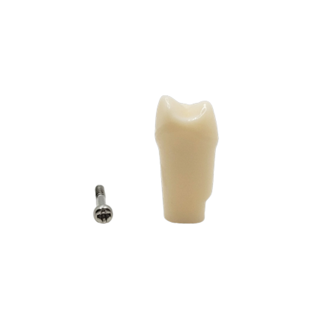 iDENTical Typodonts Upper Left First Premolar For Nissin Type Jaw Set - Individual - 24
