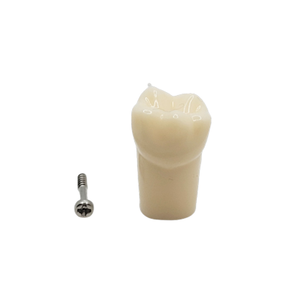 iDENTical Typodonts Lower Left First Molar For Nissin Type Jaw Set - Individual - 36