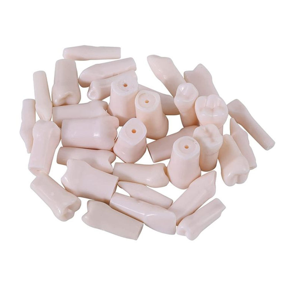 Columbia Dentoform Typodont Ivorine Teeth T-860