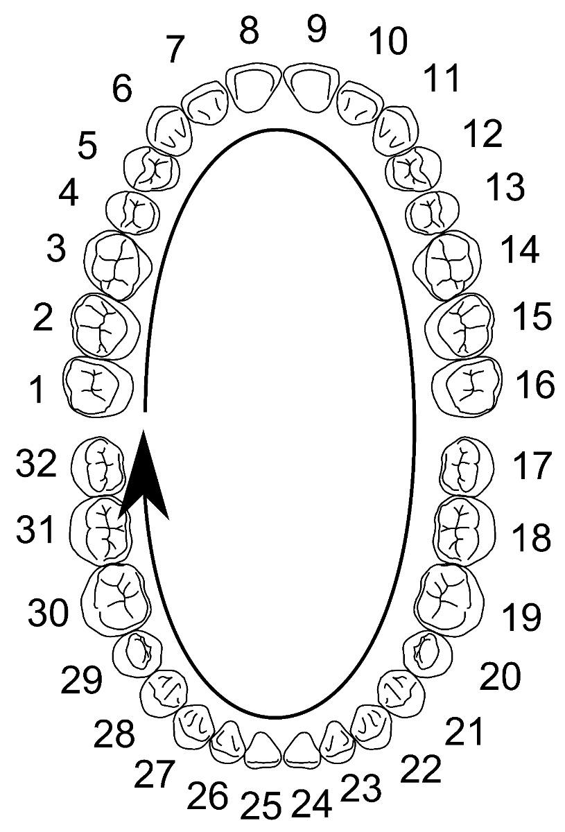 Columbia Dentoform Typodont Ivorine Teeth T-560