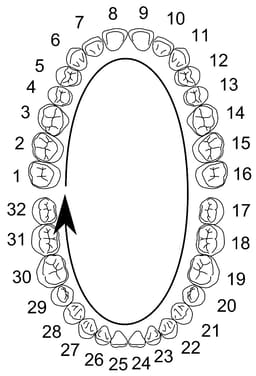 Columbia Dentoform Typodont Ivorine Teeth T-560 - 4
