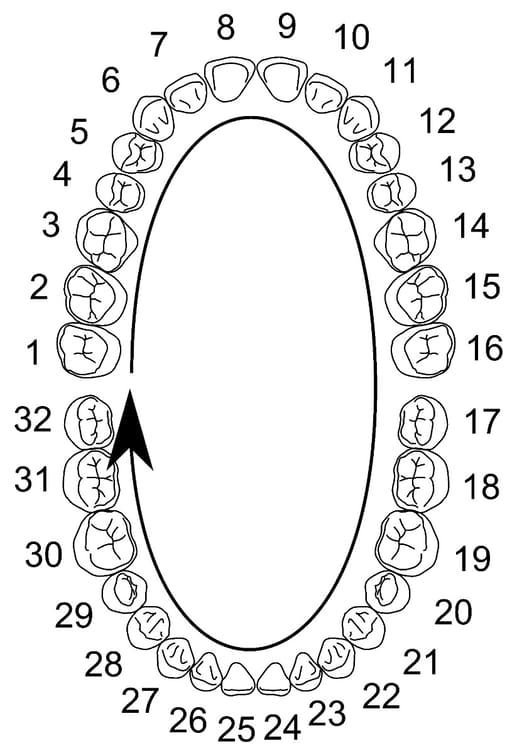 Columbia Dentoform Typodont Ivorine Teeth T-560